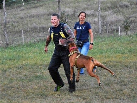 Boxer schutzhund cheap